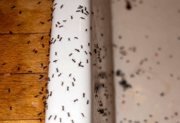Pest Control for Restaurants in Hamilton, TX