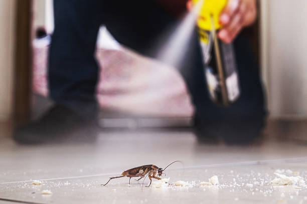 Wasp Removal Services in Hamilton, TX