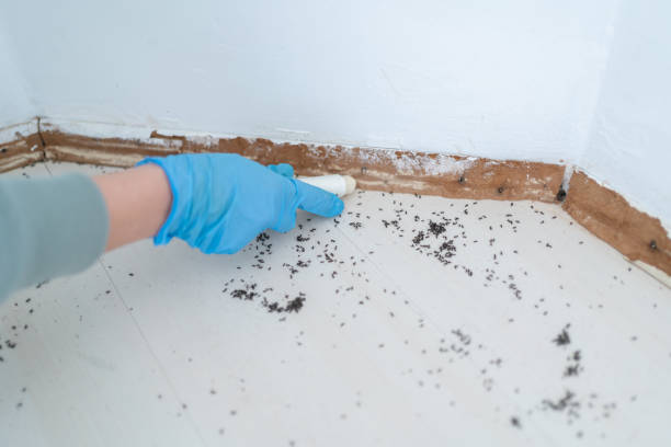 Best Ant Control Services  in Hamilton, TX